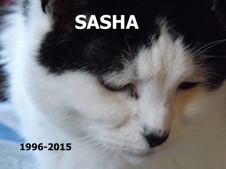 Sasha 1996-2015